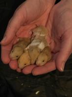 Jonge goud hamsters moeten weg, Dieren en Toebehoren, Knaagdieren, Hamster, Meerdere dieren, Tam, Oktober