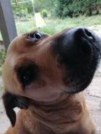 Lieve hond, kruising Turkse Herder en Rottweiler, Dieren en Toebehoren, Rabiës (hondsdolheid), Teef, Groot, Eén hond