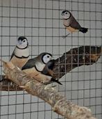 Bichenow Astrildes, Dieren en Toebehoren, Vogels | Overige Vogels, Meerdere dieren, Tropenvogel