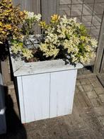 Steigerhouten plantenbak, Tuin en Terras, Bloembakken en Plantenbakken, Ophalen, Gebruikt, Vierkant, Tuin