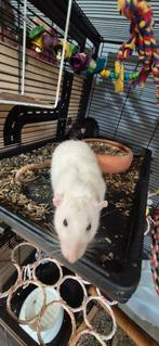 Tamme Ratten man, Rat, Augustus, Mannelijk, Tam