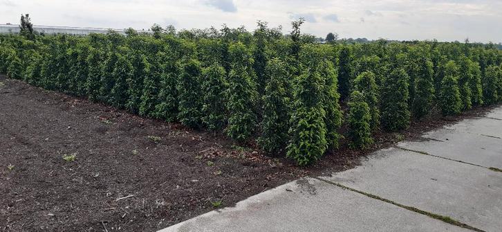 Portugese laurier (Prunus lus. Angustifolia) vanaf €5,-, Tuin en Terras, Planten | Struiken en Hagen, Struik, Laurier, 100 tot 250 cm