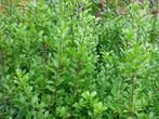  Ilex crenata 'Caroline Upright', buxusvervanger, Ophalen, Hulst, Haag, Minder dan 100 cm