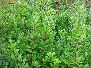  Ilex crenata 'Caroline Upright', buxusvervanger beschikbaar voor biedingen