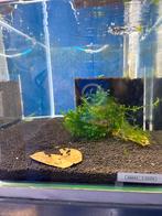 Ingedraaid garnalen aquarium Amazonia, Dieren en Toebehoren, Vissen | Aquaria en Toebehoren, Ophalen, Zo goed als nieuw, Gevuld zoetwateraquarium