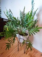 Blauwvaren (Phlebodium aureum), Ophalen, Vaste plant, Varens, Bloeit niet