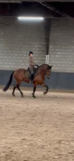 Spaanse hengst, Gechipt, Niet van toepassing, Hengst, 7 tot 10 jaar