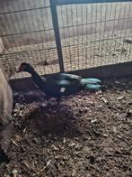 Muskus eenden, Dieren en Toebehoren, Pluimvee