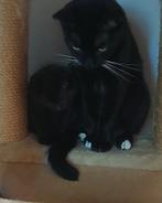 Kittens, Ophalen, Nieuw