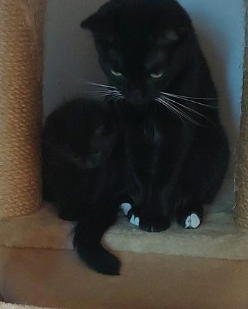 Kittens beschikbaar voor biedingen