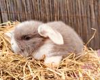 Mini lop x Rex hangoordwerg konijntjes gevaccineerd., Dieren en Toebehoren, Mannelijk, Dwerg, Hangoor, 0 tot 2 jaar