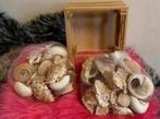 Schelpen in mooi houten bakje voor decoratie, Verzenden, Nieuw