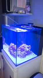 Zeeaquarium, Dieren en Toebehoren, Ophalen