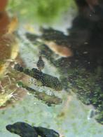 Ancistrus wildkleur, Vis, Zoetwatervis