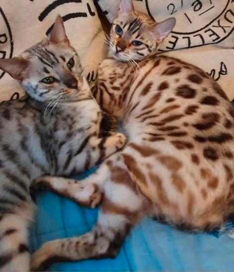 2 bengaal zusjes met stamboom ( herplaatsers ), Dieren en Toebehoren, Katten en Kittens | Raskatten | Korthaar, Poes, Met stamboom