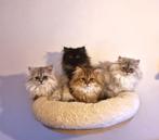 Sebrische X Perzische Kittens, Dieren en Toebehoren, Katten en Kittens | Raskatten | Langhaar, Meerdere dieren, Ingeënt