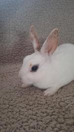 Rex konijn Rhone ram, Dieren en Toebehoren, Mannelijk