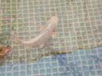 Mooie witte koikarper, Dieren en Toebehoren, Vissen | Vijvervissen, Karper of Koi