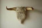 Taxidermie koehoorn, Ophalen of Verzenden, Gebruikt, Opgezet dier