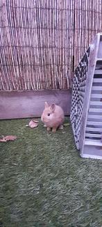 Lief dwergkonijntje kruising loffelohr, Dieren en Toebehoren, Konijnen, Mannelijk, Dwerg