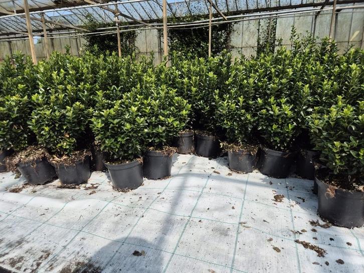 Euonymus japonicus 'Green Spire' groenblijvende haagplant, Tuin en Terras, Planten | Struiken en Hagen, Haag, Overige soorten