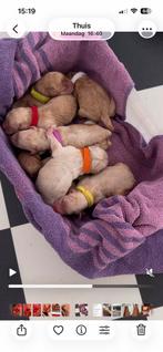 Labra Doodle puppy’s, Dieren en Toebehoren, CDV (hondenziekte), 8 tot 15 weken, Meerdere, Meerdere dieren
