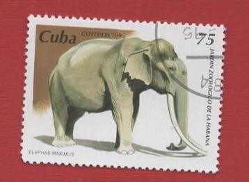 Fauna - Dieren - Olifant - Cuba - Zoo Havana - gebr beschikbaar voor biedingen