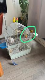 Paren vogels te koop, Dieren en Toebehoren, Meerdere dieren, Tropenvogel