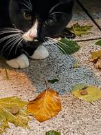 Kitten katten poes kater zwart wit, cypers, Geslacht onbekend, Kortharig, 0 tot 2 jaar