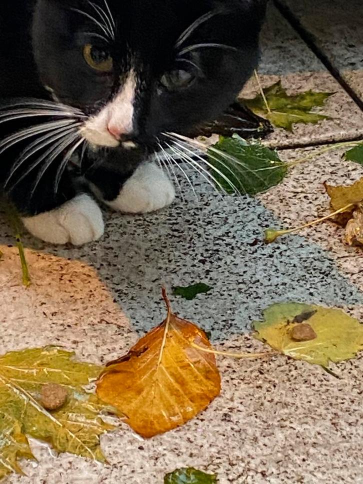 Kitten katten poes kater zwart wit, cypers, Dieren en Toebehoren, Katten en Kittens | Overige Katten, Kortharig, Geslacht onbekend