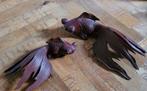 Wooden Fish Carvings Asian Statues, Ophalen of Verzenden
