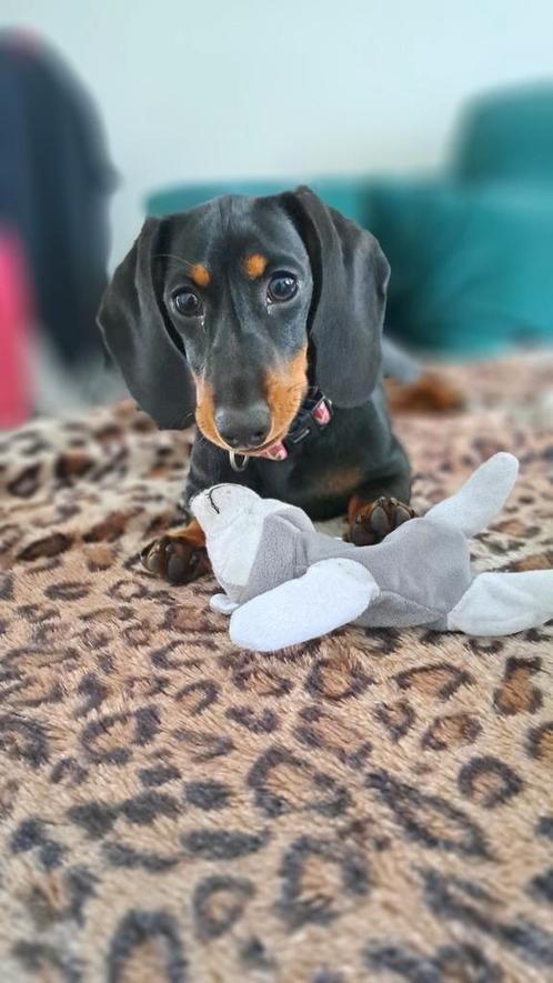 Loulou, dwerg teckel, Dieren en Toebehoren, Honden | Teckels en Dashonden, Teef, Korthaar, Dwerg, Particulier, Eén hond, Nederland