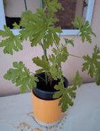 Citroen geranium plant, Tuin en Terras, Ophalen, Overige soorten, Volle zon