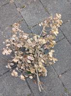 Zaadjes van Judaspenning, gratis of ruilen, Ophalen, Zaad