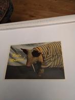 REEFER. MADNESS PIG, Verzamelen, Ansichtkaarten | Themakaarten, Verzenden, 1980 tot heden