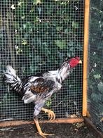 Indio en Maleier, Dieren en Toebehoren, Meerdere dieren, Kip