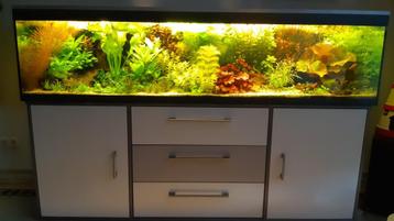 aquariumplanten beschikbaar voor biedingen