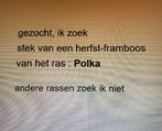 gezocht, ik zoek: plant van de herfst-framboos, ras Polka, Ophalen of Verzenden, Zo goed als nieuw, Kweekbak