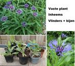Vaste plant Centaurea Montana bergkorenbloem vlinders bijen, Tuin en Terras, Planten | Tuinplanten, Vaste plant, Halfschaduw, Lente