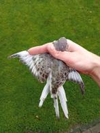 Te koop wildkleur gezoomde bourkes 2025, Vrouwelijk, Parkiet