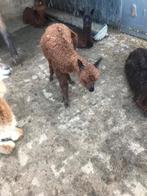 Te koop een prachtig bruin Alpaca veulen, Dieren en Toebehoren, Mei, Mannelijk