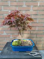 Acer Palmatum bonsai rood, Minder dan 100 cm, Overige soorten, Bloeit niet, Ophalen of Verzenden