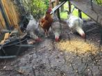 Jonge hanen GRATIS, Dieren en Toebehoren, Mannelijk, Kip
