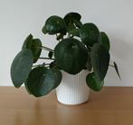 Grote Pilea = Pannenkoekplant, Ophalen, Overige soorten, Minder dan 100 cm