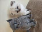 2 kittens British korthaar en Scottish Fold  blauwe ogen, Dieren en Toebehoren, Ontwormd