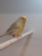 TT kleurkanaries, Dieren en Toebehoren, Vogels | Kanaries, Meerdere dieren, Kleurkanarie