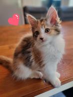 Ragdoll x Maine coon kitten "Sproet" mag nu mee, Dieren en Toebehoren, Katten en Kittens | Raskatten | Langhaar, Poes, Ontwormd