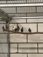 Rijstvogels, Dieren en Toebehoren, Vogels | Overige Vogels, Meerdere dieren, Tropenvogel, Geringd