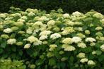 Hortensia's Annabell, ook andere soorten, Ophalen, Hortensia, Struik