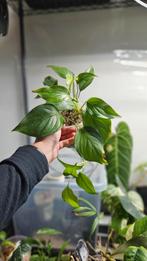monstera acacoyaguensis, Ophalen, Overige soorten, Minder dan 100 cm